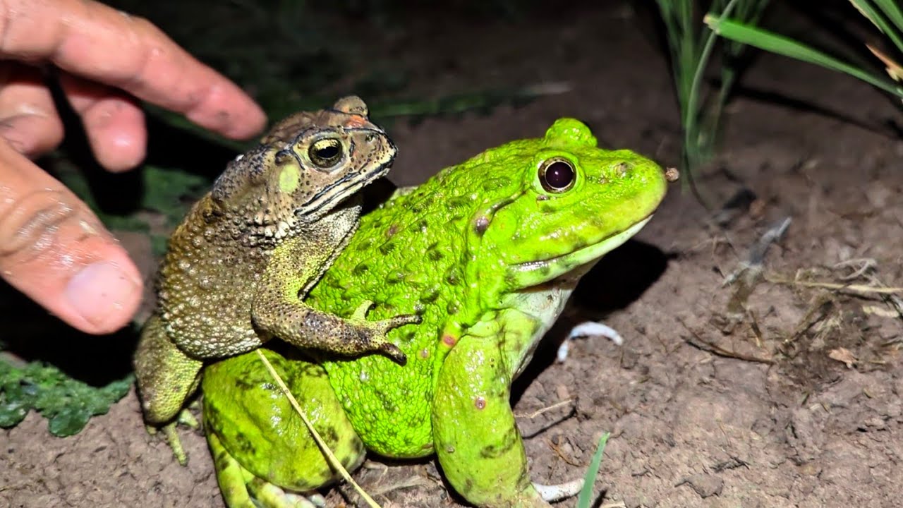 Catching a frog wants to laugh | Catch the last big frog HaHaHa | Catch a frog for fun