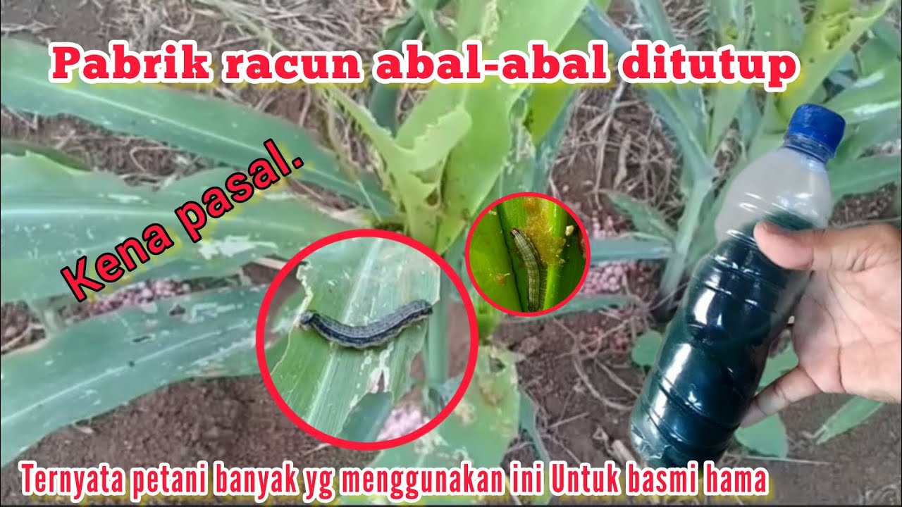 heboh semua petani memakai racun buatan sendiri untuk membasmi semua jenis hama