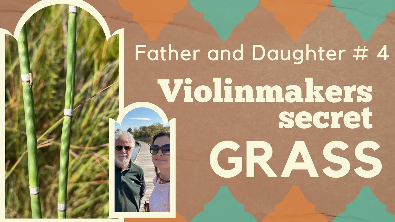 🪵 🎻🪵Cello Making Secrets Ep. 4: Mosquitos and Asprella 🌱🤎