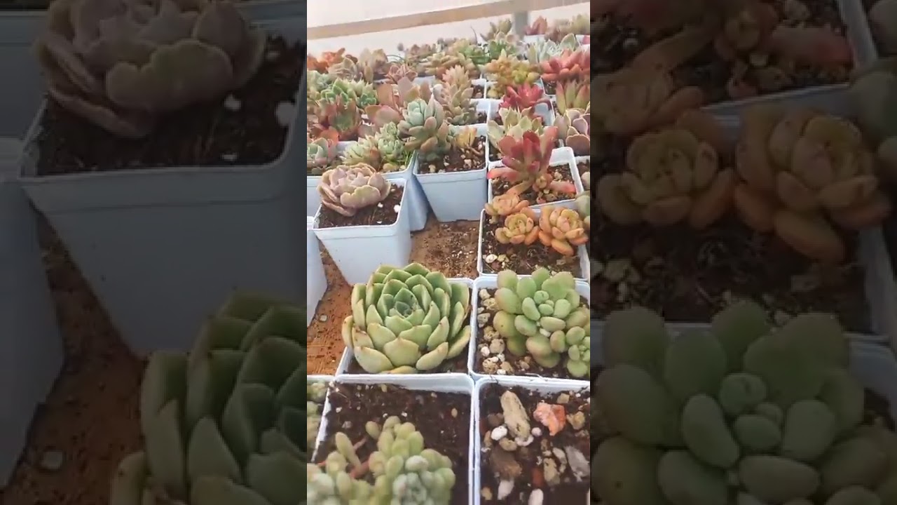 Instagram canlı yayını🥰