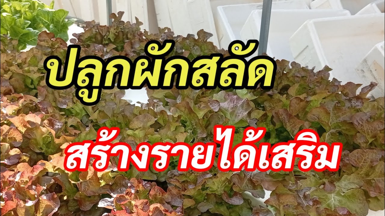 ปลูกผักสลัดสร้างรายได้เสริม ผักสลัดสูงเนิน