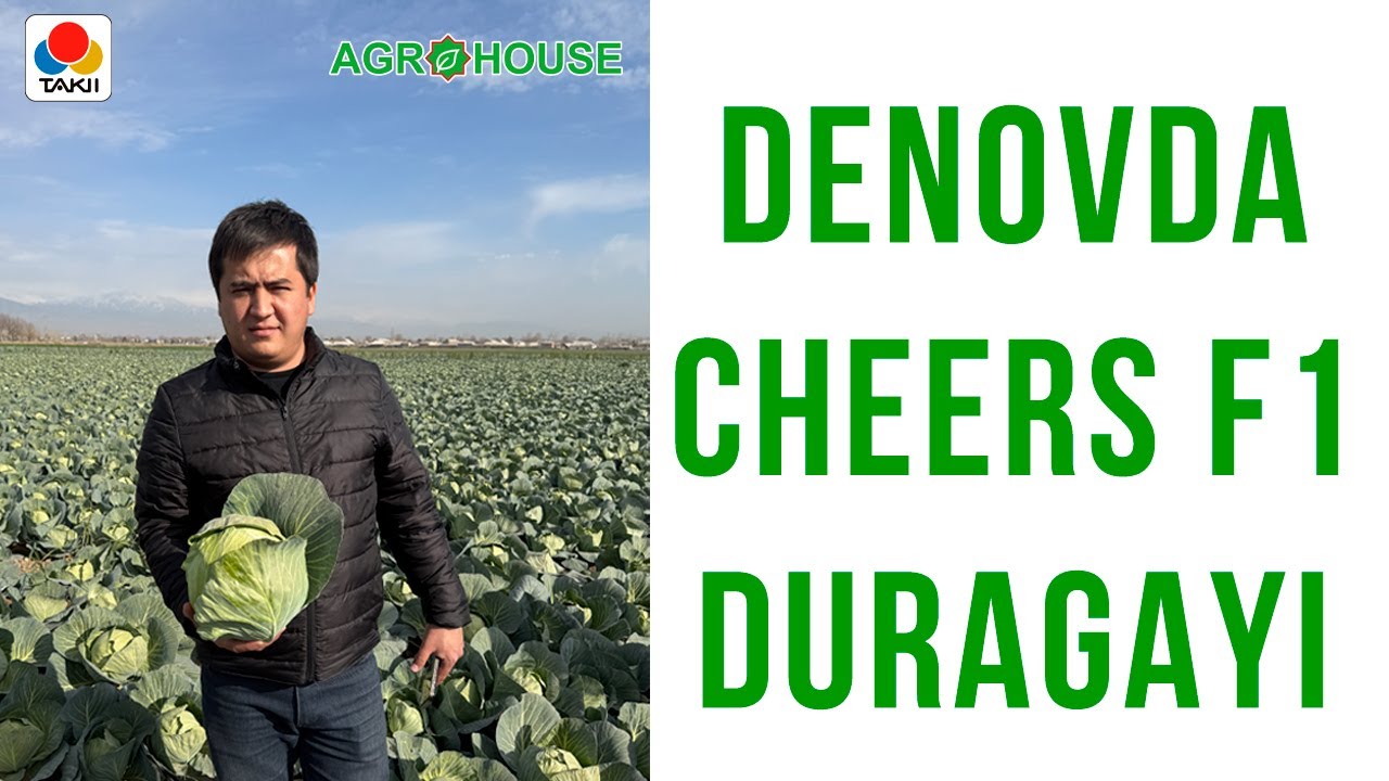 YANGILIK DENOVDA CHEERS F1 KARAM DURAGAYI #agro #karam #капуста #uzbekistan