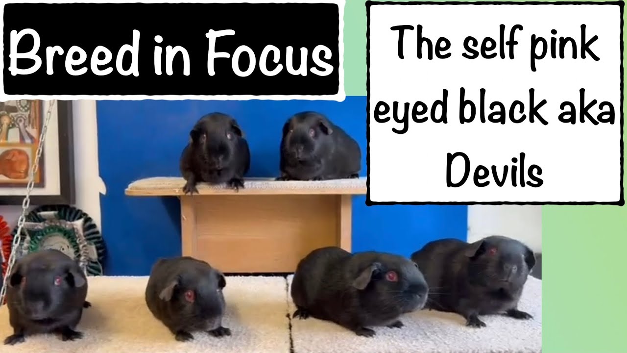Breed in focus The Pink Eyed Self Black Guinea Pig or the Self Devil Guinea Pig - New to the U.K 