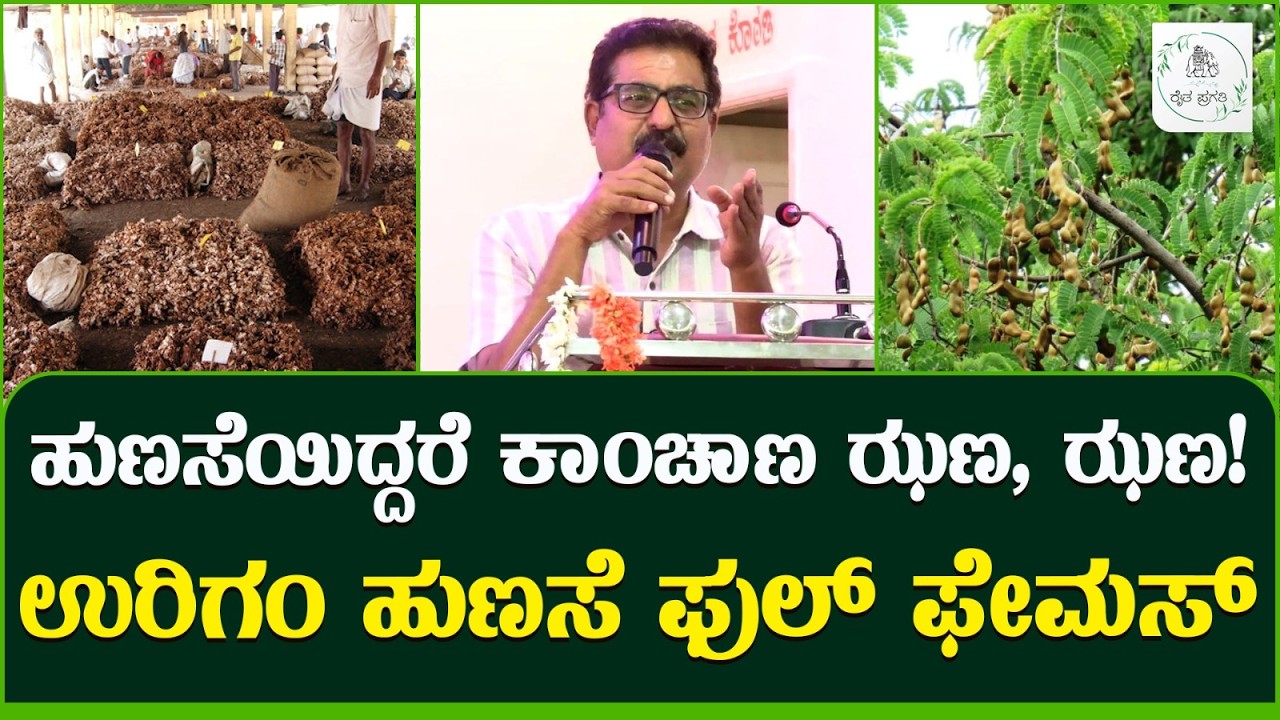 Tamarind Farming Profit | ರೈತನಿಗೆ  ಭಾಗ್ಯದ ಬಾಗಿಲು ಹುಣಸೆ ! ಇದು ಬಂಗಾರದ ಬೆಳೆ | Raitha Pragathi