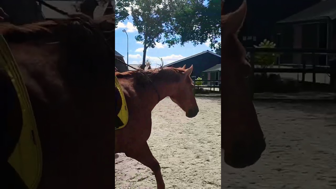 First ride with a neckrope