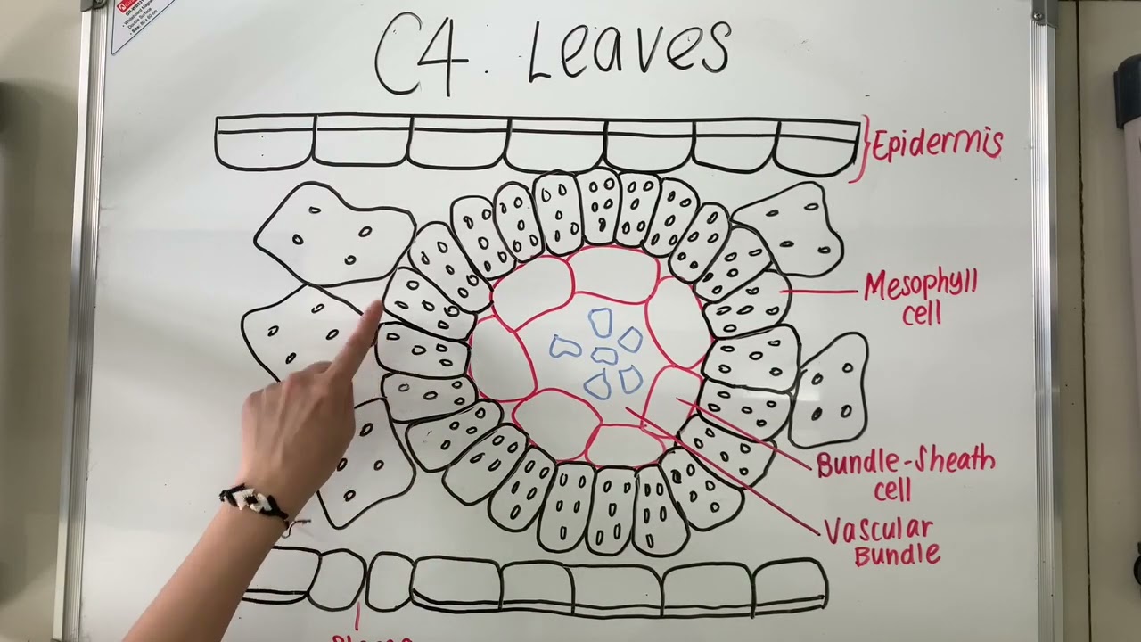 𝗦𝘁𝘂𝗱𝗲𝗻𝘁 𝗣𝗿𝗼𝗷𝗲𝗰𝘁: Photosynthesis in C3 and C4 plants || Grade 12