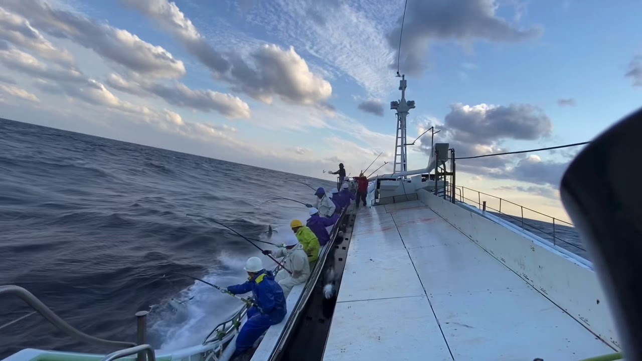 カツオ一本釣り漁　ビンチョウマグロ編