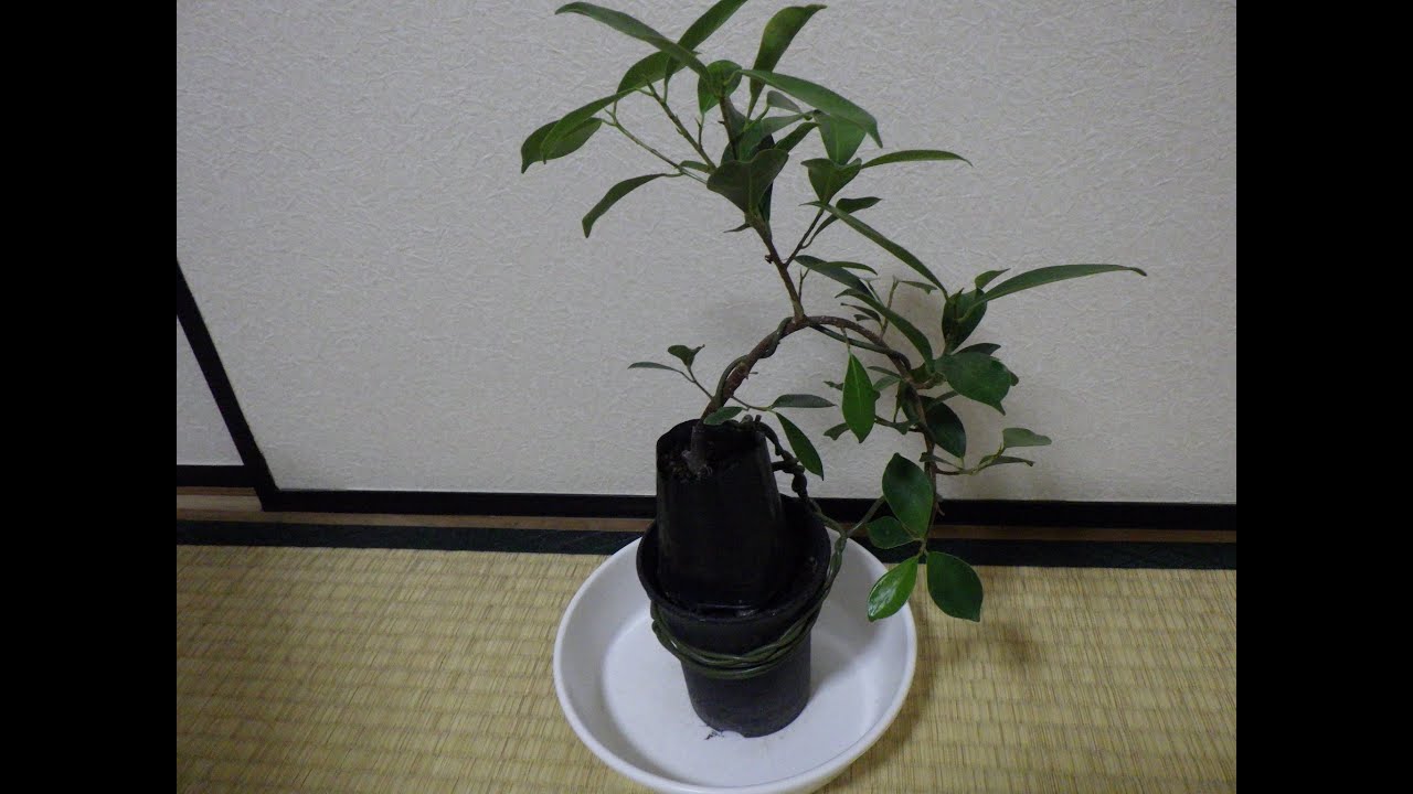[観葉植物]1年前に水挿ししてから二階建て仕立てにしたガジュマルを掘り起こす