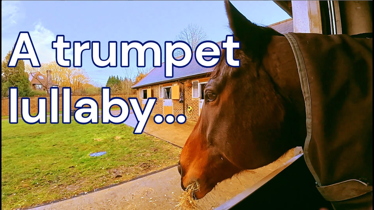 ASMR Hay Munching at Dusk:  Retired Racehorse Relaxing to a Distant Trumpet