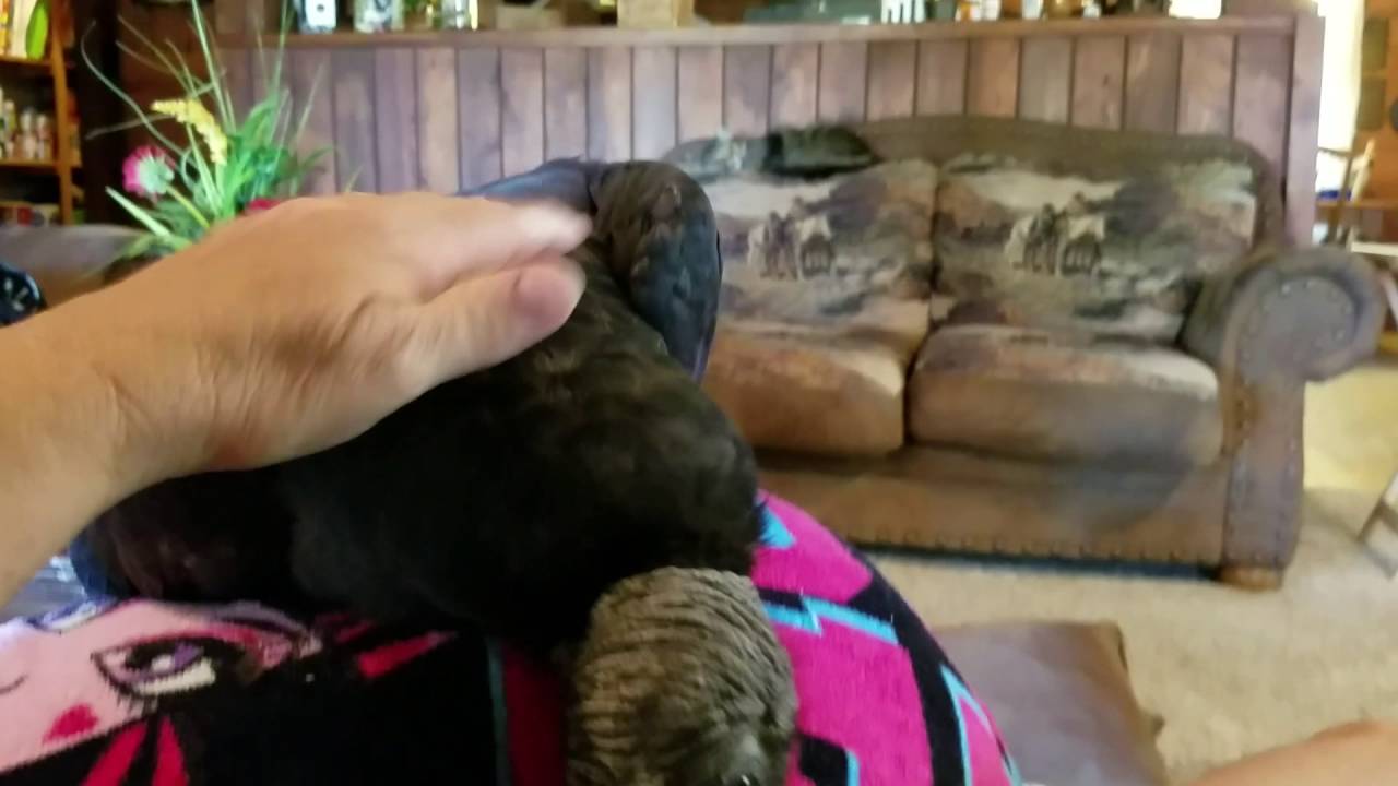 Unusual Pet/Tame Vulture  (buzzard)