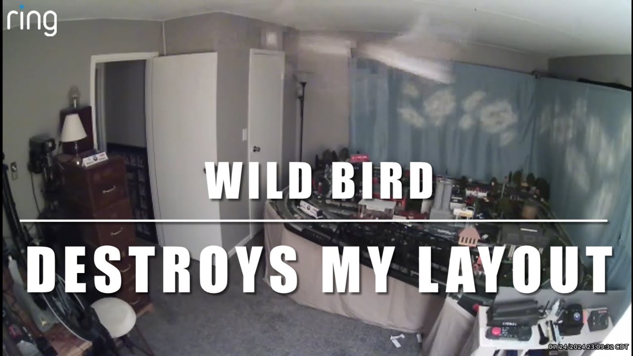 Wild Bird Destroys my Layout Sept 2, 2024