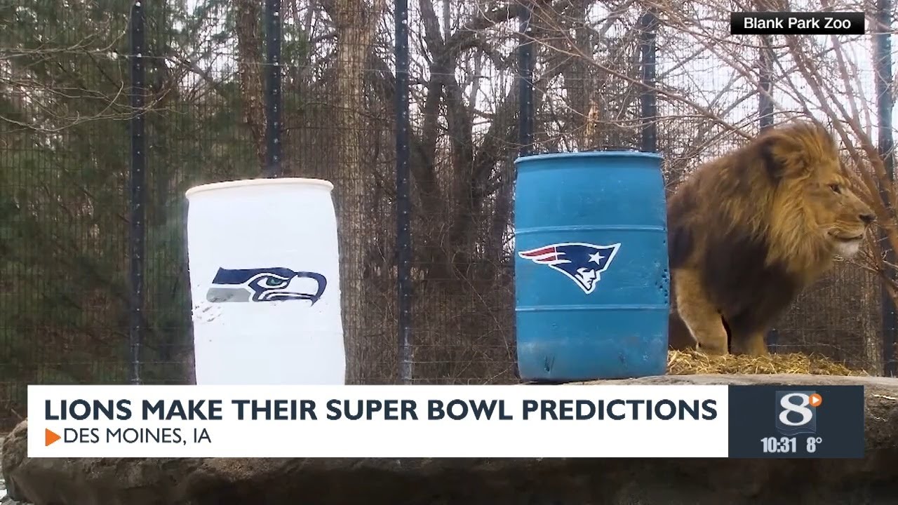 Lions make their Super Bowl predictions