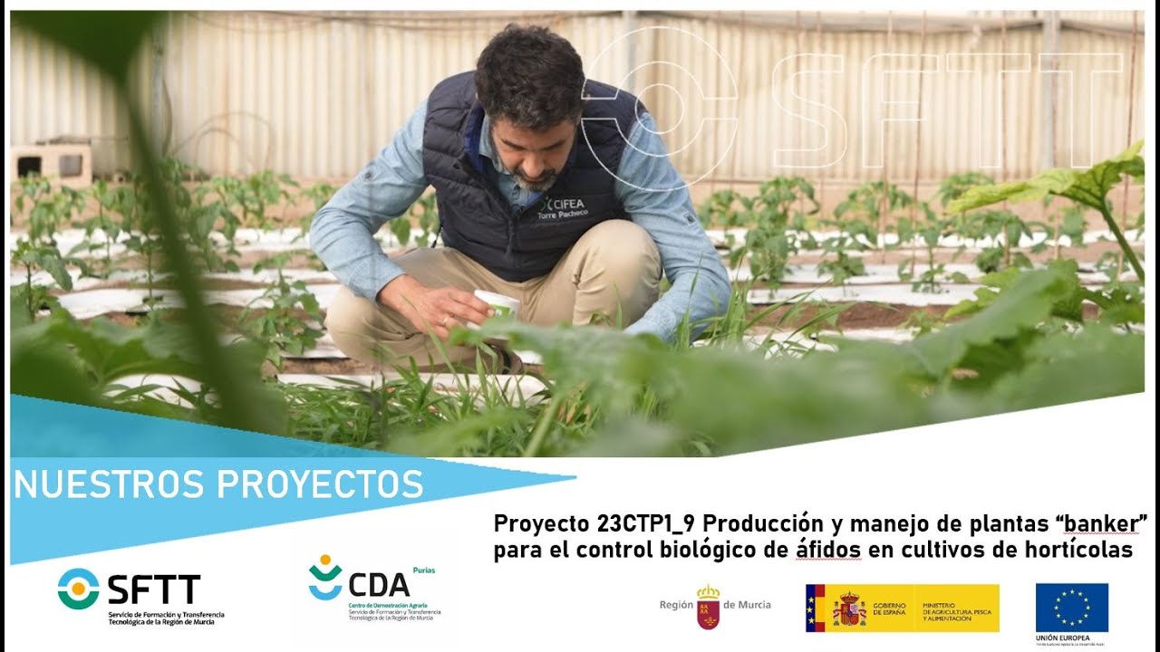 Proyecto 23CTP1_9 Producción y Manejo de Plantas Banker control Biológico de Áfidos en Hortícolas