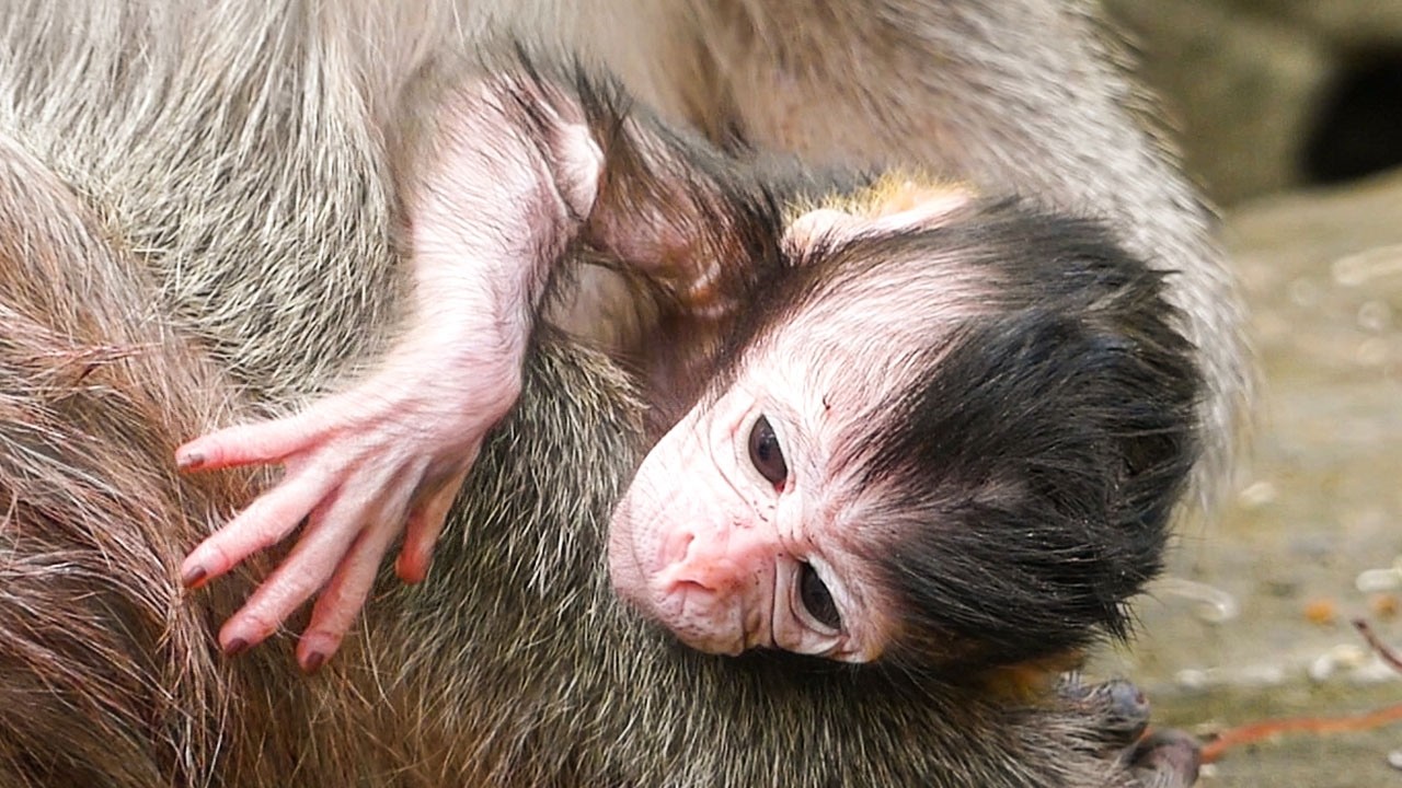 Peaceful wild nature | Real moments newborn baby monkey reacts with mom Ellen