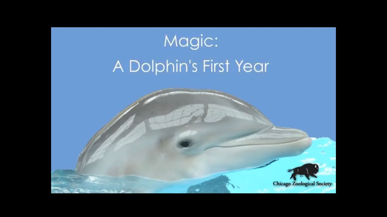 Magic: A Dolphin's First Year