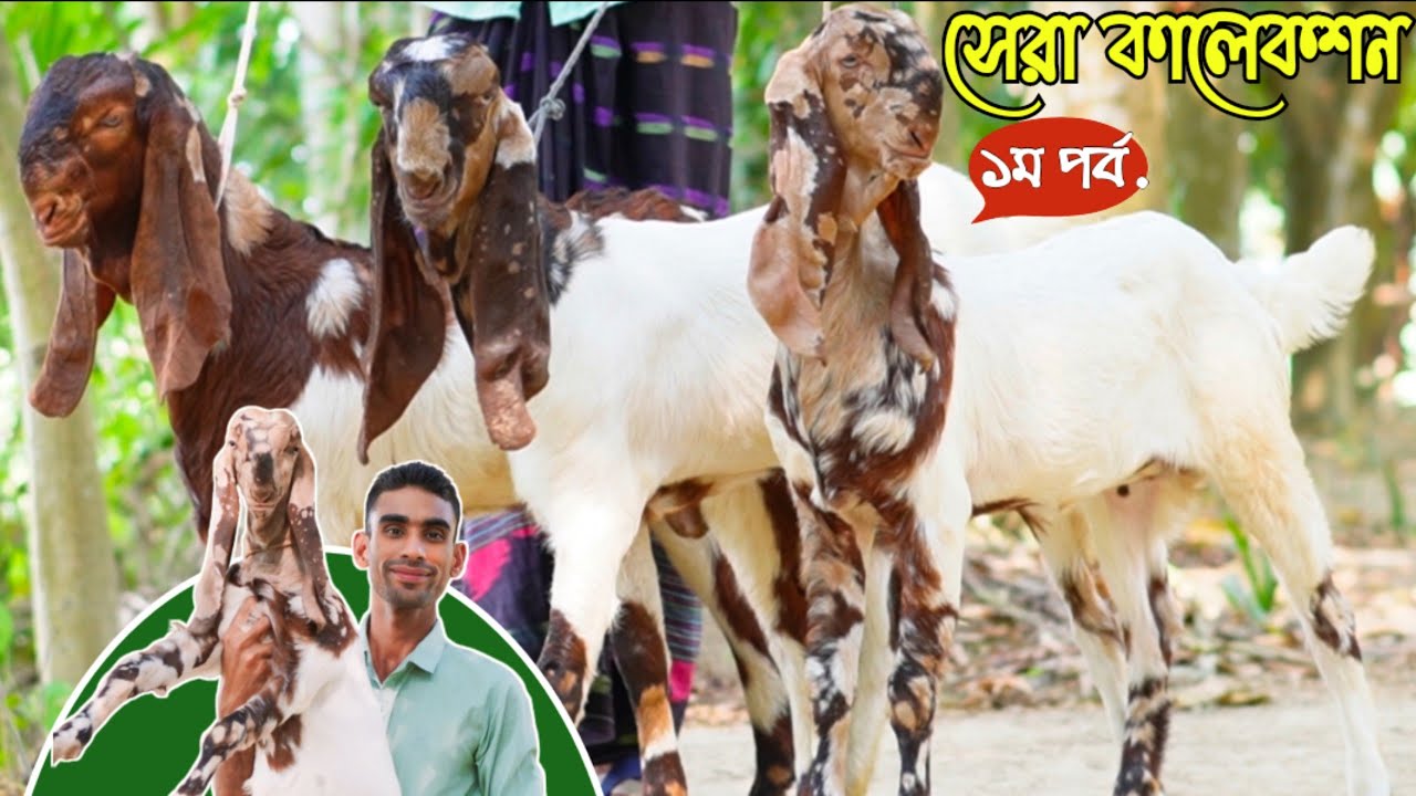 ✅✅১ম পর্ব | টপ কোয়ালিটির সৌখিন তোতাপুরি হরিয়ানা বিটল শিরহী জাতের ছাগলের বাচ্চার দর-দাম জানুন |✅✅