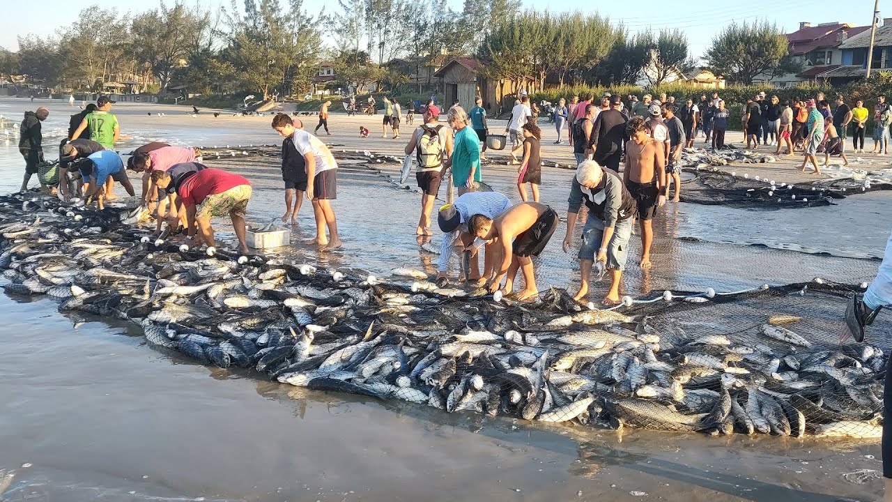 Safra da tainha 2024, 23-05-24, Garopaba,SC, lida na rede, peixes: Centro, Cerco Rancho do Paulinho.