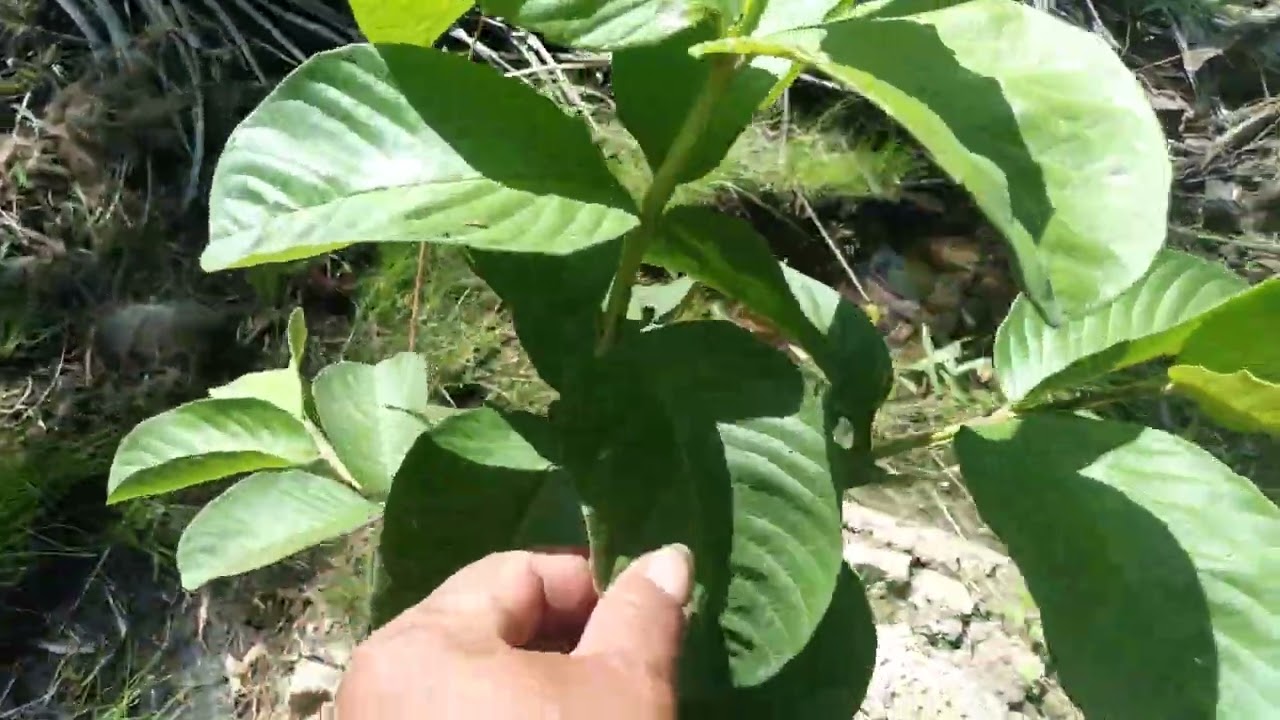 Thăm vườn trái cây 