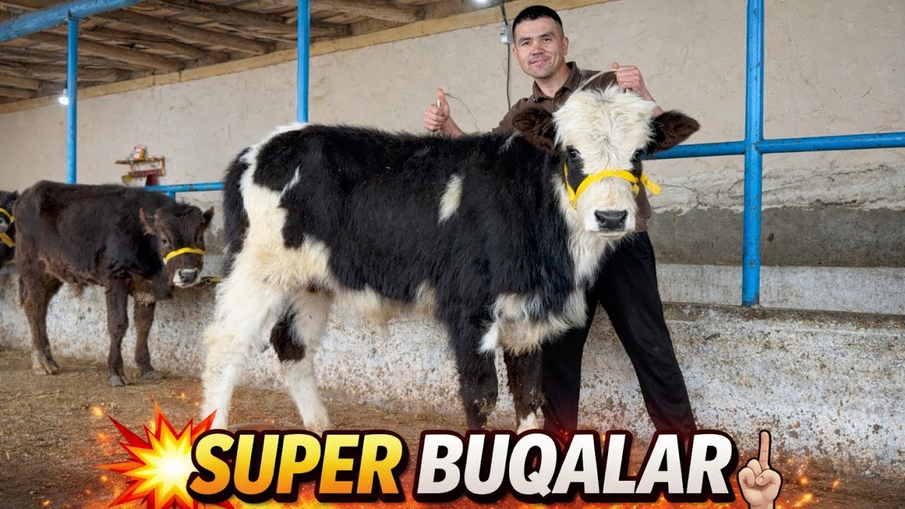 💥IDYAL CHROYLIK SFATLIK BUQALAR ELYORBEK AKADAN KELDI NARHI ARZON JOYDAN 2026_03_09_mart.