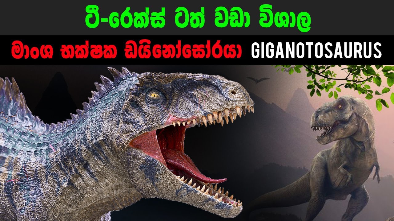 T-rex ටත් වඩා විශාල මාංශ භක්ශක ඩයිනෝසෝරයා | Giganotosaurus sinhala video