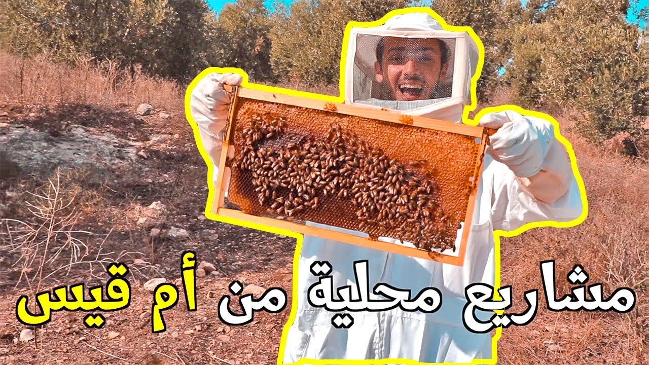 تجربة تربية النحل في الأردن 🇯🇴
