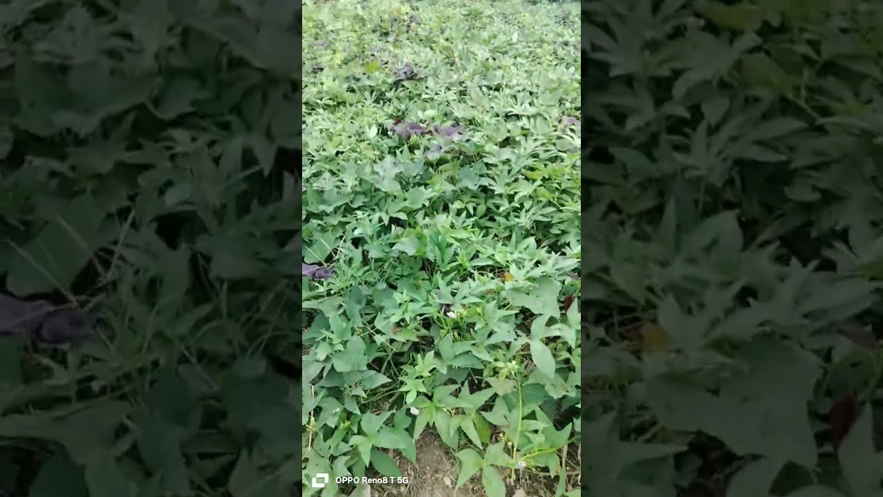Dito tayo sa mimi garden ganda kahit cute lang 