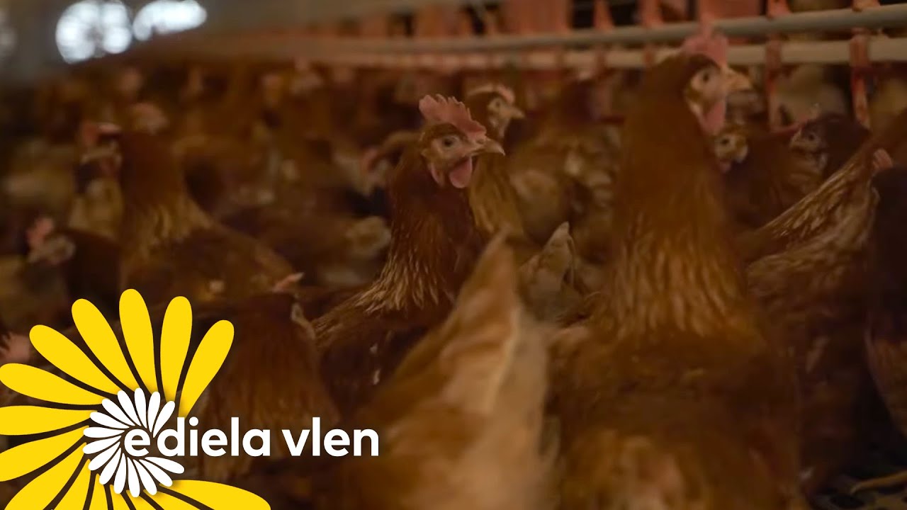 Një ditë në fermën e pulave, në Cernicë të Gjilanit