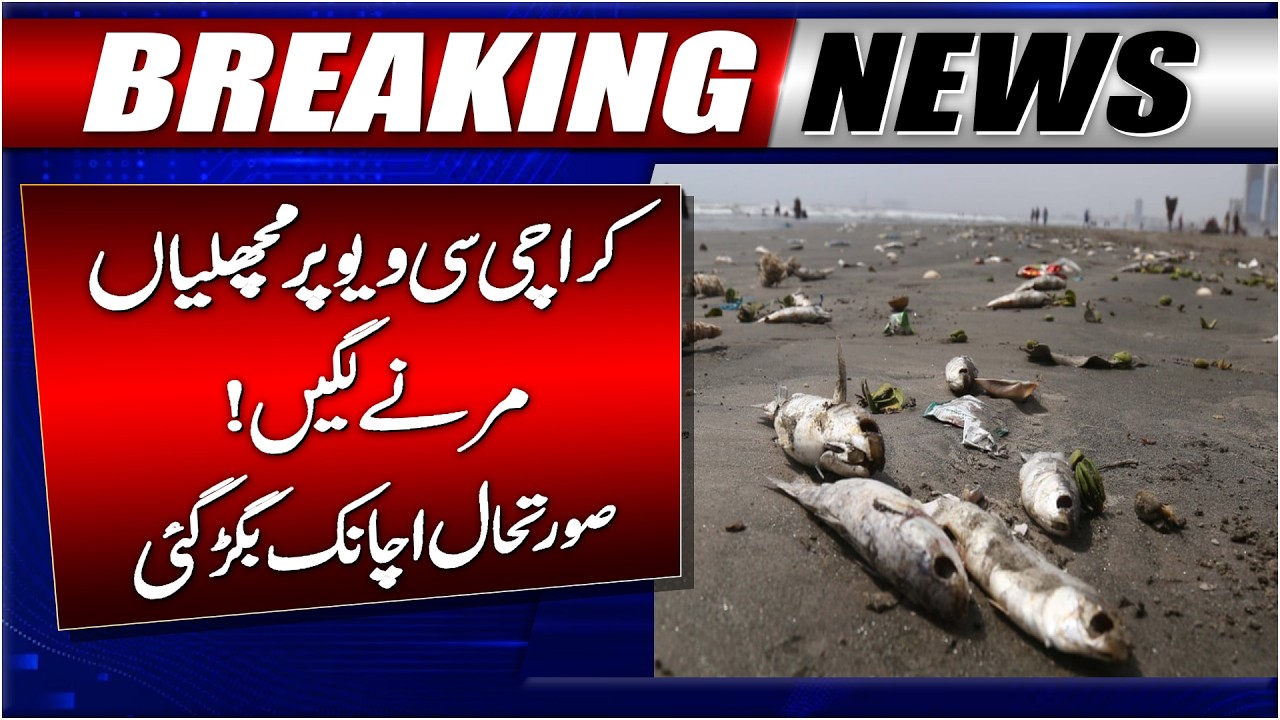 Fishes Dying at Karachi Seaview | Heavy Rain Predicted Karachi ?| Karachi Today Weather Update