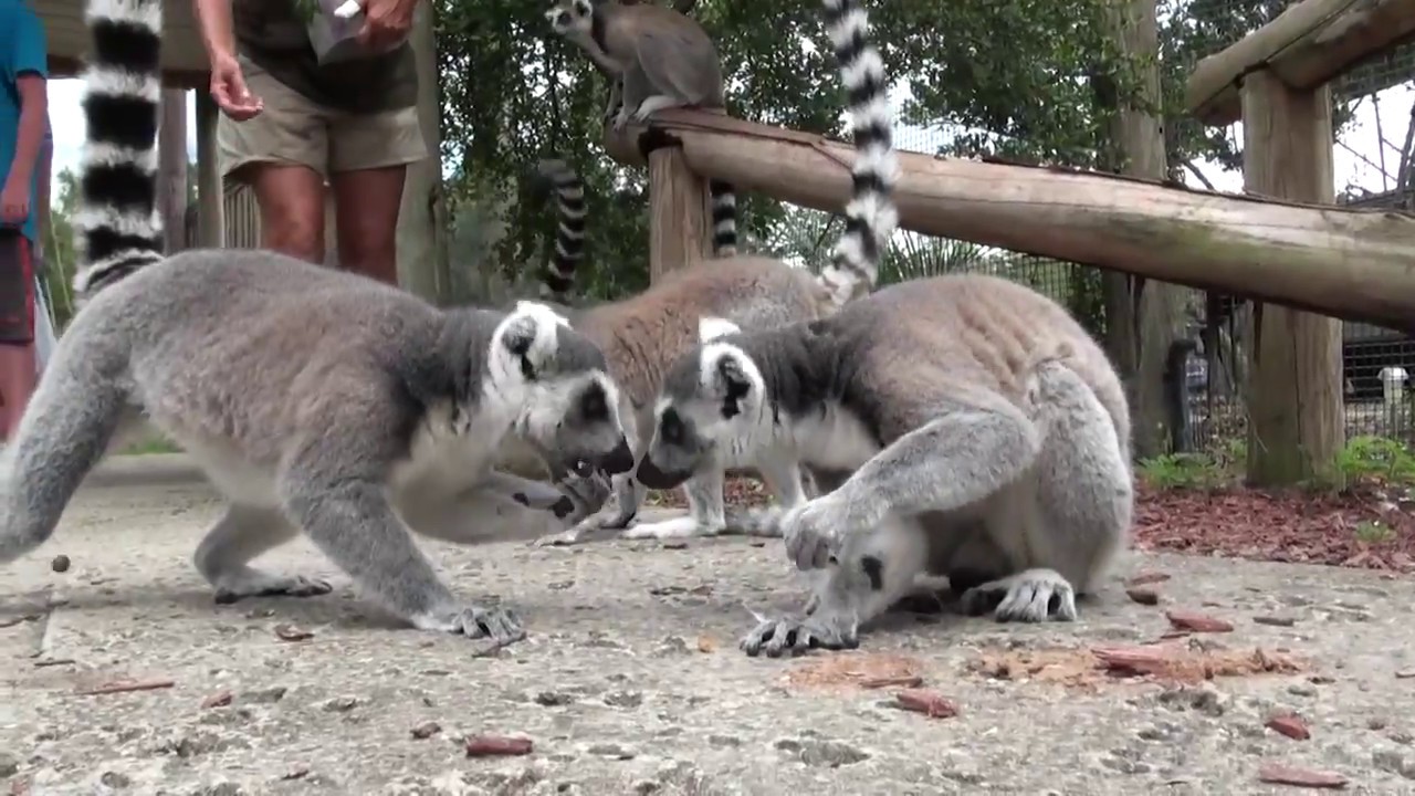 Encounter: Safari Wilderness Ranch