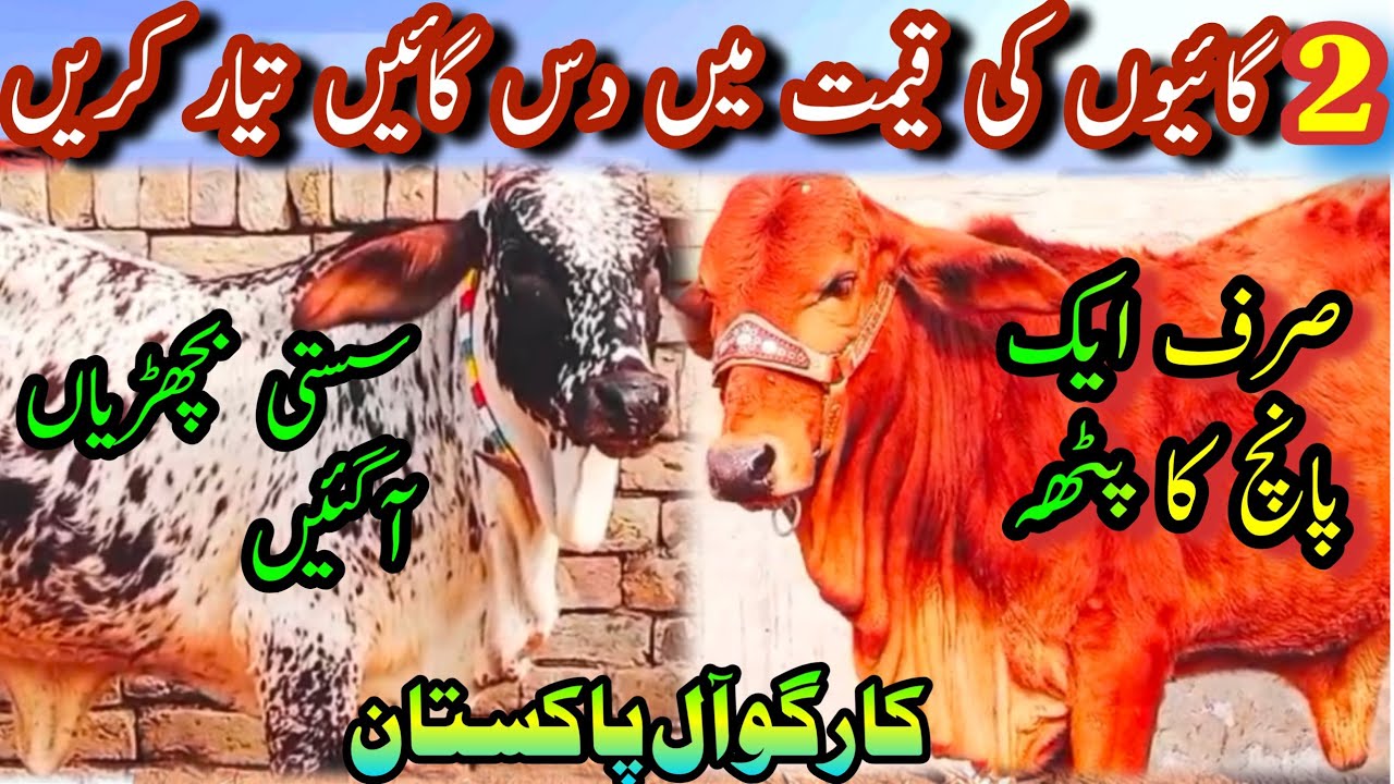 PURE CHOLISTANI BACHRAIN FORE SALE || Dairy Farming Cattle || Cows Bread || Near Madrassa Mandi