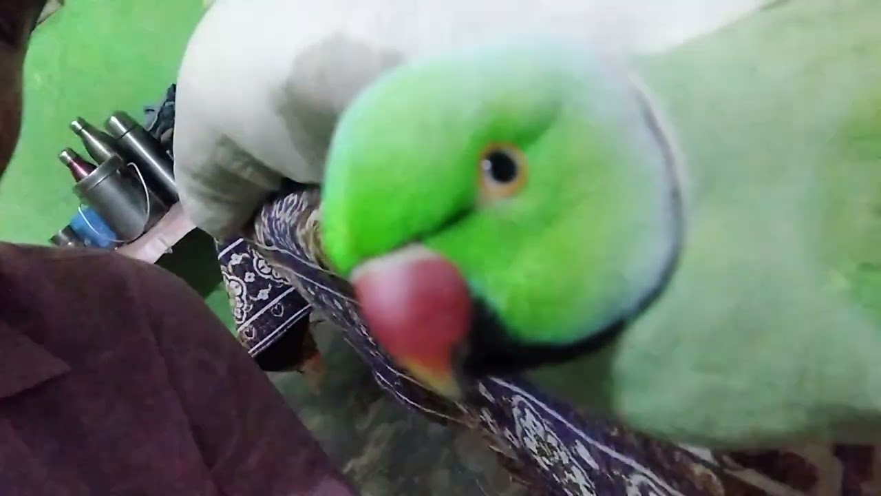 Brave ismymittu#parrot#comedy#cute #funny#viral#video#brave#india#blogger#trending#pets#shorts#short