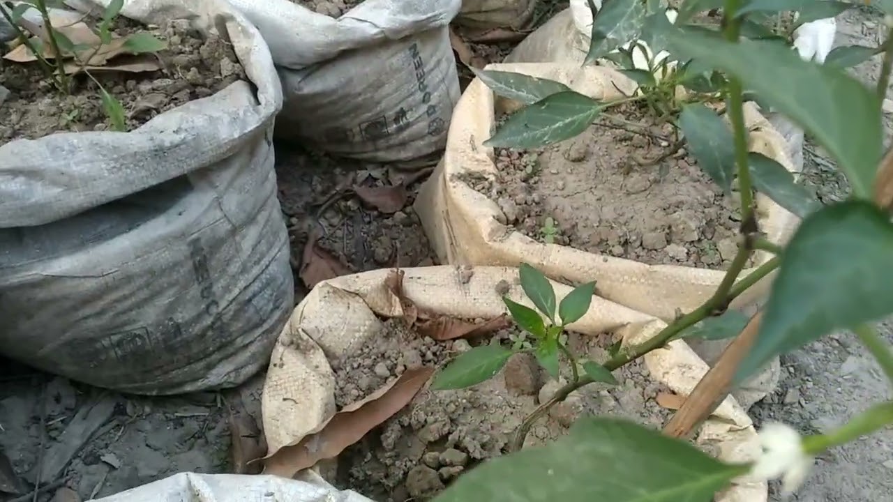 আমার বস্তায় লাগানো কাঁচামরিচ গাছ