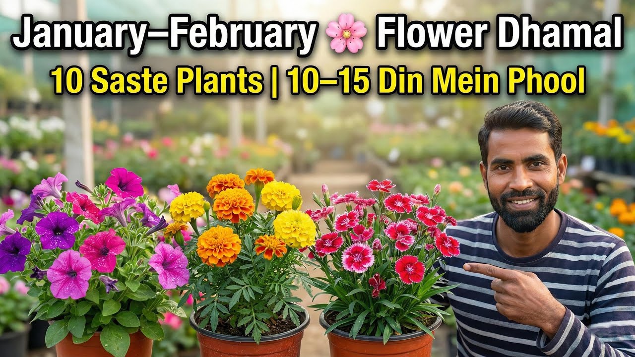 January–February में ये 10 सस्ते पौधे लगाओ | 10–15 दिन में फूलों की भरमार 🌸