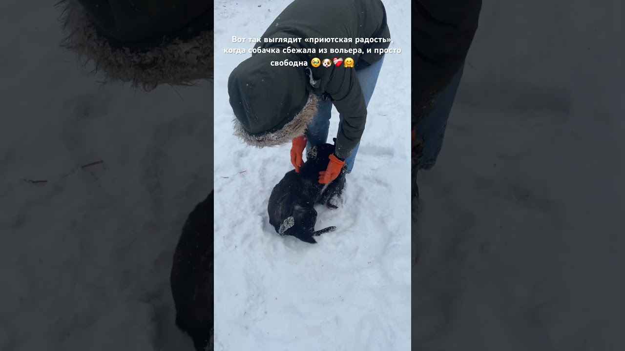 Приезжайте в приют, хоть просто погулять с собачками, они неделями не видят выгул&hellip; 🙏🏼🥹🤗❤️&zwj;🩹🐶
