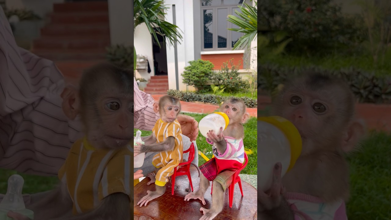 Mom is teaching NaNa and Susu to sit in their chairs while drinking milk.😍🍼so cute