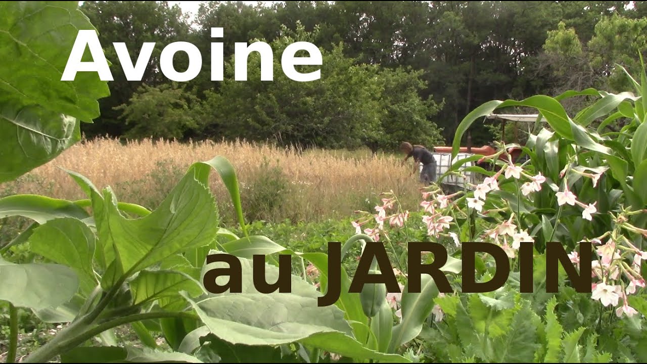 Produire suffisemment d'avoine pour couvrir ses besoins