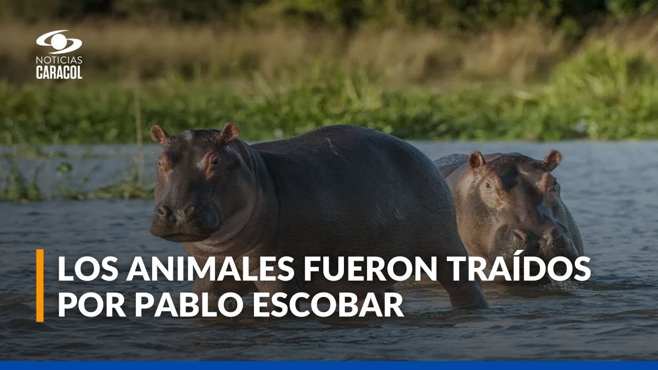 El dilema de los hipopótamos en Colombia: ¿malos para el ecosistema, pero buenos para la economía?
