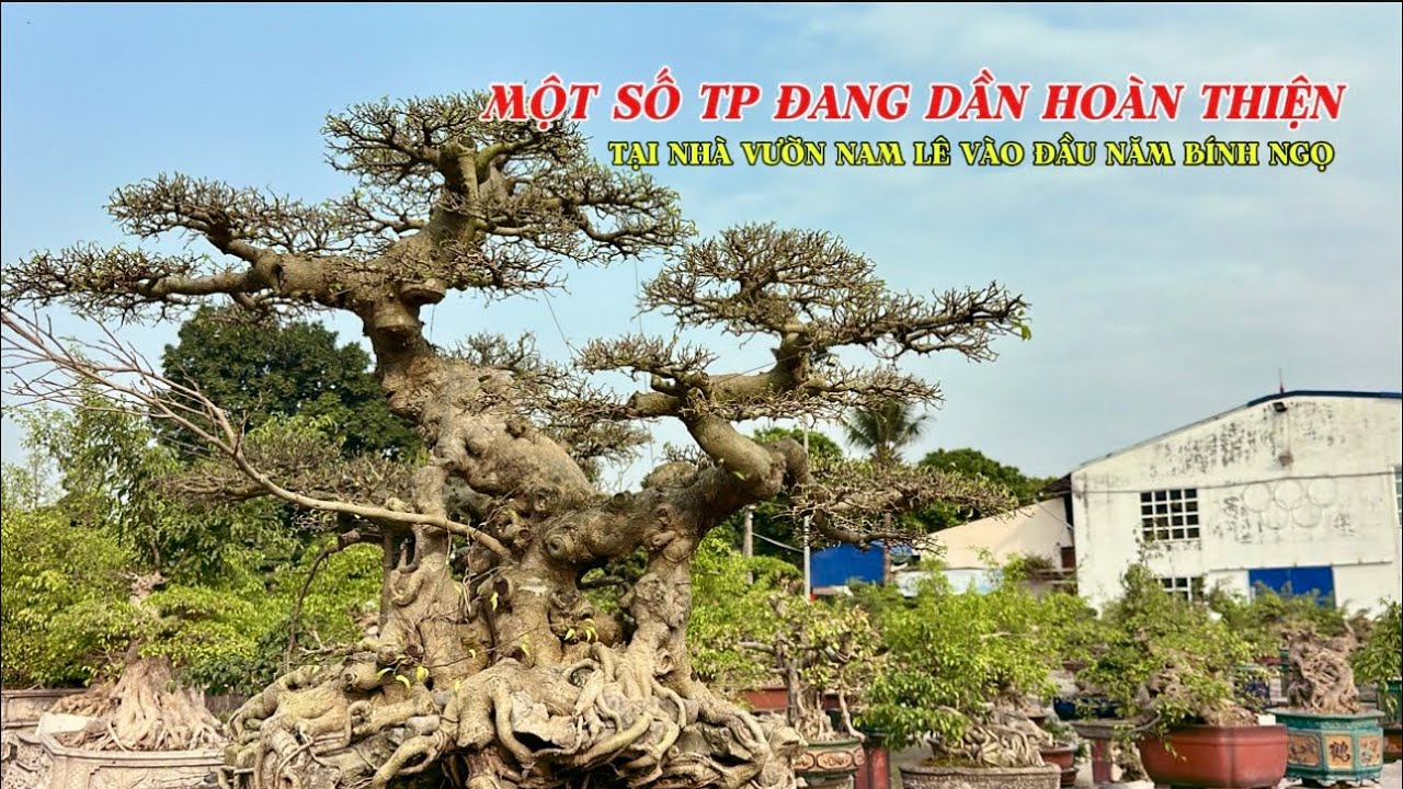 Những TP đang dần hoàn thiện tại NV NAM LÊ đầu năm bính ngọ | Quảng Tùng