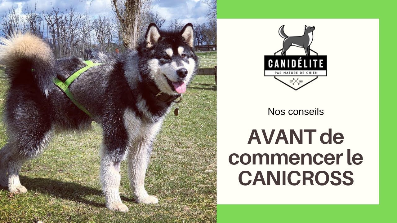 Avant de commencer le CANICROSS : &agrave; savoir