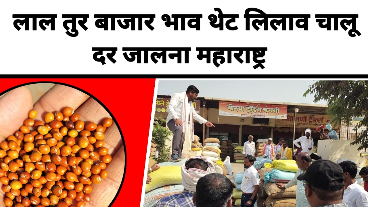 लाल तुर बाजार भाव थेट लिलाव चालू दर जालना महाराष्ट्र || लाल तुरीला काय मिळतो भाव