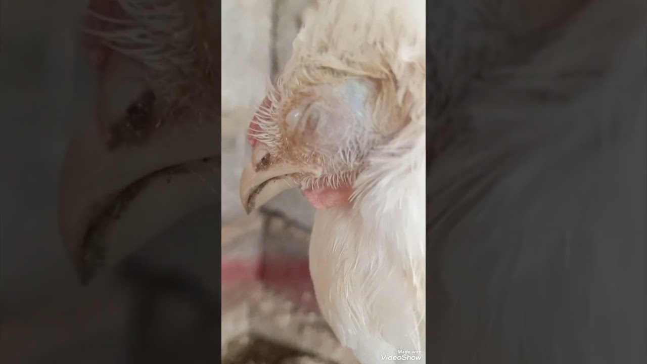 الديك اللوهمان وقصة تربيته وهل يستفاد من تربيته ام لا وهاذا ماحصل مع اما غيري فالله اعلم والحمد لله