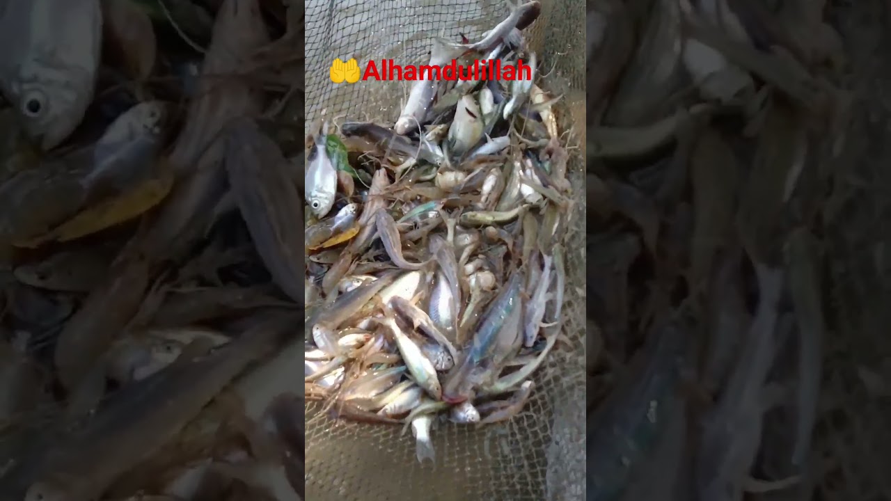 Hasil tangkapan nelayan,,,dg alat tangkap Empang tali🤝👍