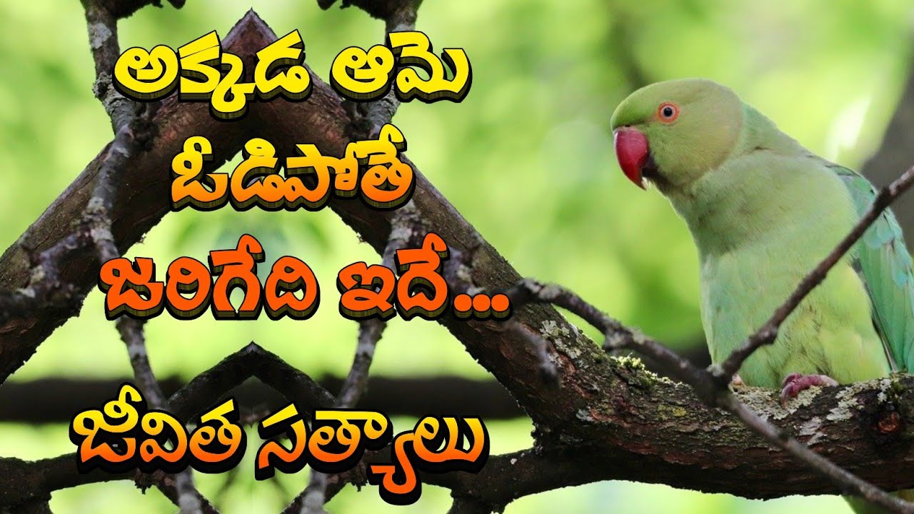 జీవిత సత్యాలు #377 |మంచి మాటలు|Inspirational quotes|Motivational quotes|సూక్తులు|Telugu quotes