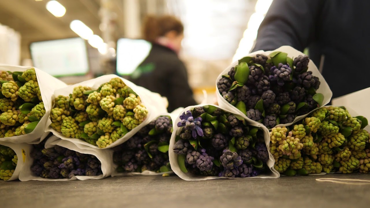 Participant Dutch Flower Group: Onze droom voor World Horti Center