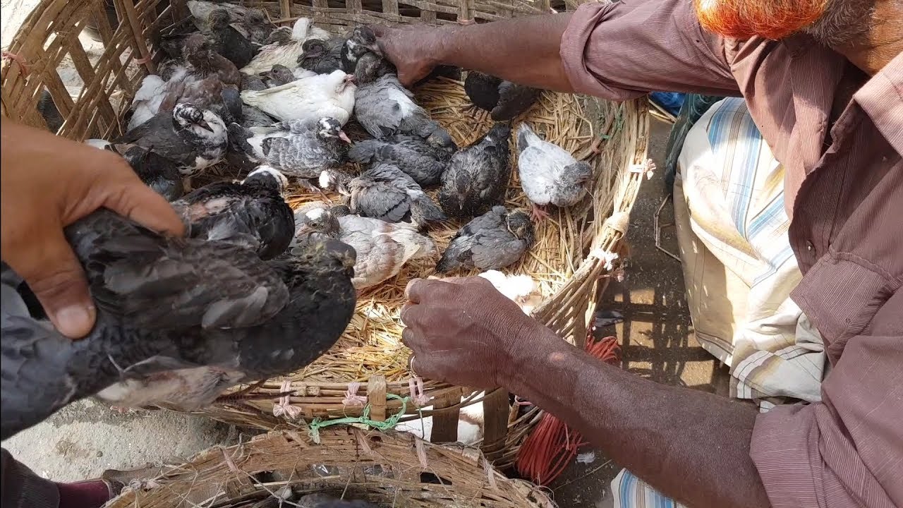 Baby Pigeons Price in Tongi Haat | টংগি হাটে কবুতরের বাচ্চার দাম?