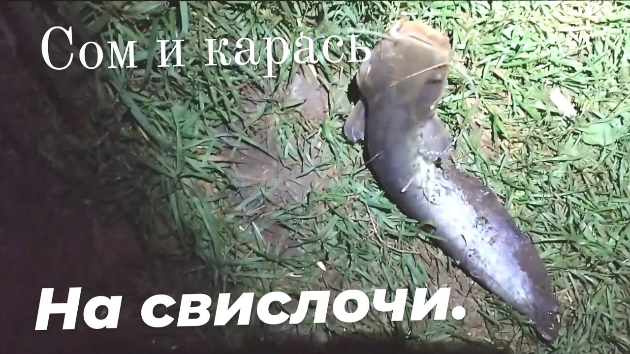 Рыбалка с ночёвкой на реке Свислочь вблизи города Минск. Сом, карп и куча карася.