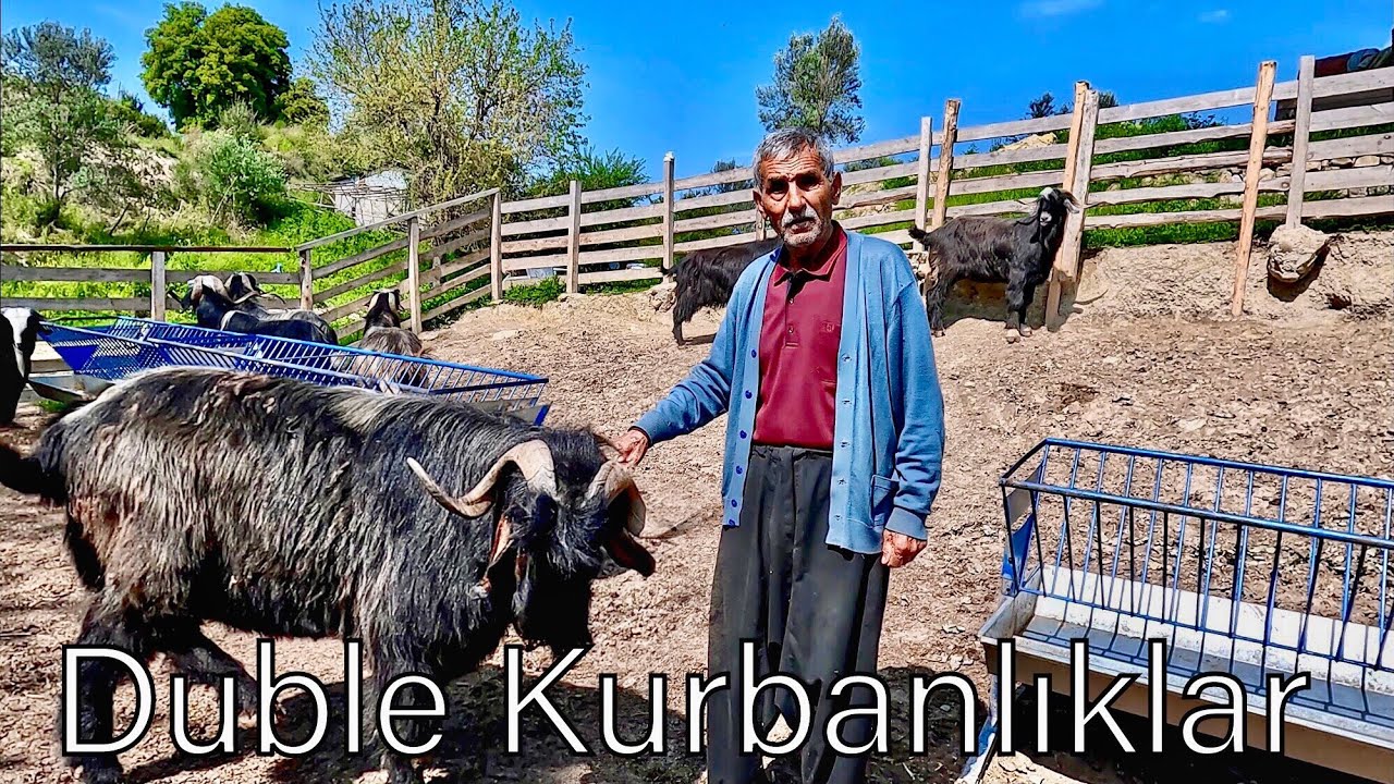 Bu  Çiftlikteki Kurbanlıklar Duble | 2024  KURBANLIK FİYATLARI