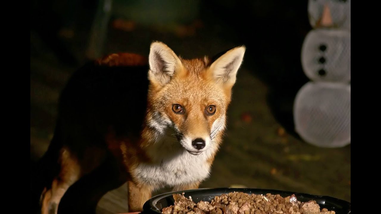 Aunty Fox