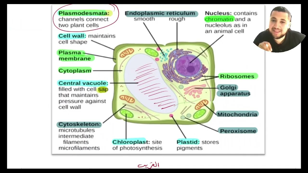 Experiment 2 Cell_structure_and_Functionc 2