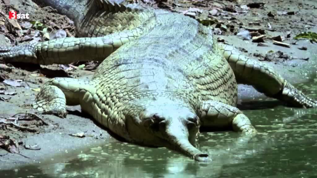 Indiens wilde Schönheit - Leben am heiligen Fluss 3/5 (29.08.2014 3sat)